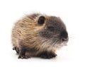 Baby nutria. Royalty Free Stock Photo