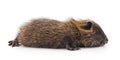 Baby nutria. Royalty Free Stock Photo