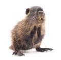 Baby nutria. Royalty Free Stock Photo