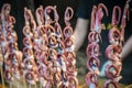 Baby octopus meat on sticks Royalty Free Stock Photo
