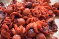 Baby octopus for sale