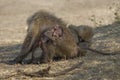 Baby Olive baboon Papio anubis bitting on its mothers leg