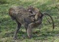 Baby Olive baboon Papio anubis riding on mother`s back Royalty Free Stock Photo