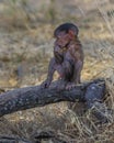 Baby Olive baboon Papio anubis sitting on a log