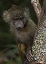 Baby Olive baboon Papio anubis sitting in a tree