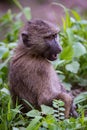 Baby olive baboon staring with open mouth