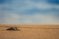 Baby sea turtle finds its way back to the ocean. Royalty Free Stock Photo