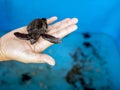 Baby olive ridley turtle hatchlings (Lepidochelys olivacea) at Goa Cemara Beach, Bantul, Yogyakarta, Indonesia Royalty Free Stock Photo