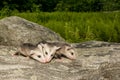 Baby Opossum Royalty Free Stock Photo