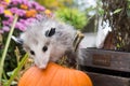 Baby Opossum Royalty Free Stock Photo