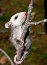 Baby Opossum Royalty Free Stock Photo