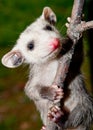 Baby Opossum Royalty Free Stock Photo