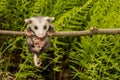 Baby Opossum Royalty Free Stock Photo