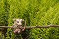 Baby Opossum Royalty Free Stock Photo