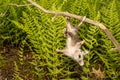Baby Opossum Royalty Free Stock Photo