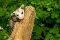 Baby Opossum Royalty Free Stock Photo