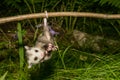 Baby Opossum Royalty Free Stock Photo