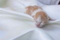 Baby oragen cat Royalty Free Stock Photo