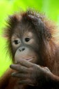 Baby orang utan Royalty Free Stock Photo