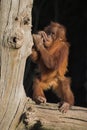 Baby orang utan