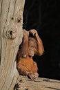 Baby orang utan Royalty Free Stock Photo