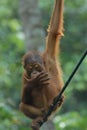 Baby Orang Utan