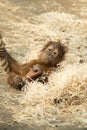 Baby Orang Utan - orangutang Royalty Free Stock Photo