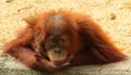 The baby orang-utan sits in meditation and watches.