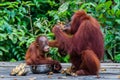 Baby Orang Utan sitting in a bowl with his mother Royalty Free Stock Photo