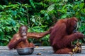 Baby Orang Utan sitting in a bowl and his mother Royalty Free Stock Photo