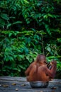 Baby Orang Utan sitting in a bowl Indonesia Royalty Free Stock Photo