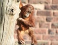 Baby orang utan in tree