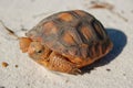 Baby orange colored Florida gopher tortoise (Gopherus polyphemus) on sugar sand in natural habitat