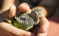 Baby Orange-fronted parakeet