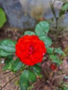 Baby orange rose Royalty Free Stock Photo