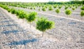 Baby orange tree field in a row