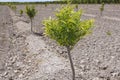 Baby orange tree plantation field in Spain