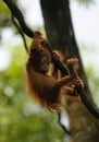 Baby orangutan Royalty Free Stock Photo