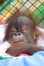 Baby orangutan