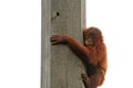 Baby Orangutan Royalty Free Stock Photo