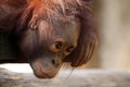 Baby Orangutan Royalty Free Stock Photo