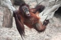 Baby orangutan chilling