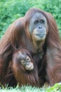 Baby Orangutan Clinging to His Mother