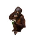 Baby Orangutan with hand on head eating lettuce isolated on white background Royalty Free Stock Photo