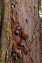 Baby orangutan hand on the huge tree covered (Bohorok, Indonesia Royalty Free Stock Photo