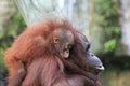 Baby Orangutan Hangs On Royalty Free Stock Photo