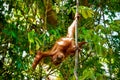 Baby orangutan hangs upsidedown Sumatra, Indonesia Royalty Free Stock Photo