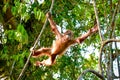 Baby orangutan jumping from one branch to another Sumatra, Indonesia Royalty Free Stock Photo