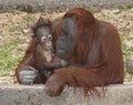 Baby Orangutan and mother Royalty Free Stock Photo