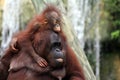 Baby Orangutan and Mother Royalty Free Stock Photo